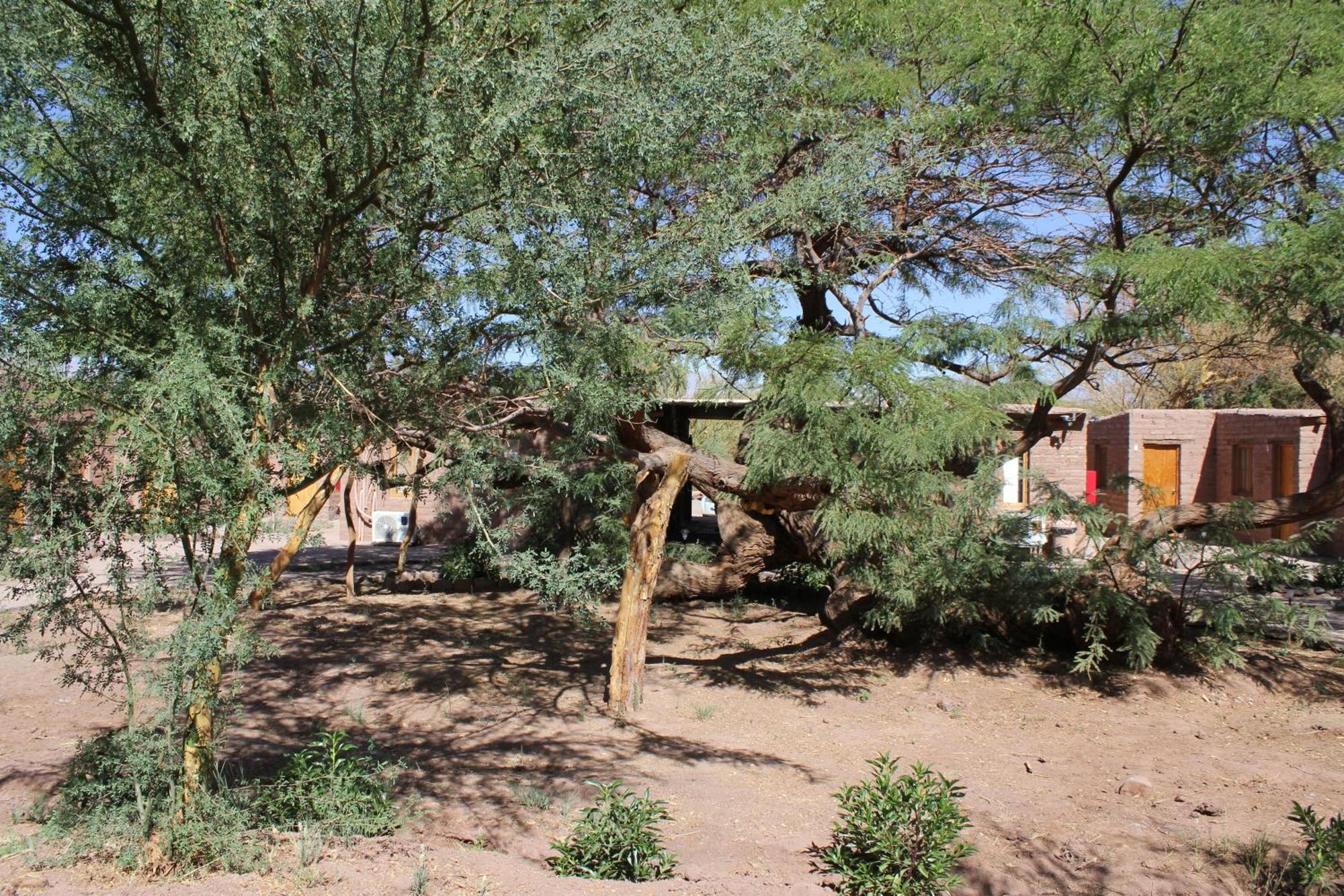 Hotel Casa Don Esteban San Pedro de Atacama Buitenkant foto